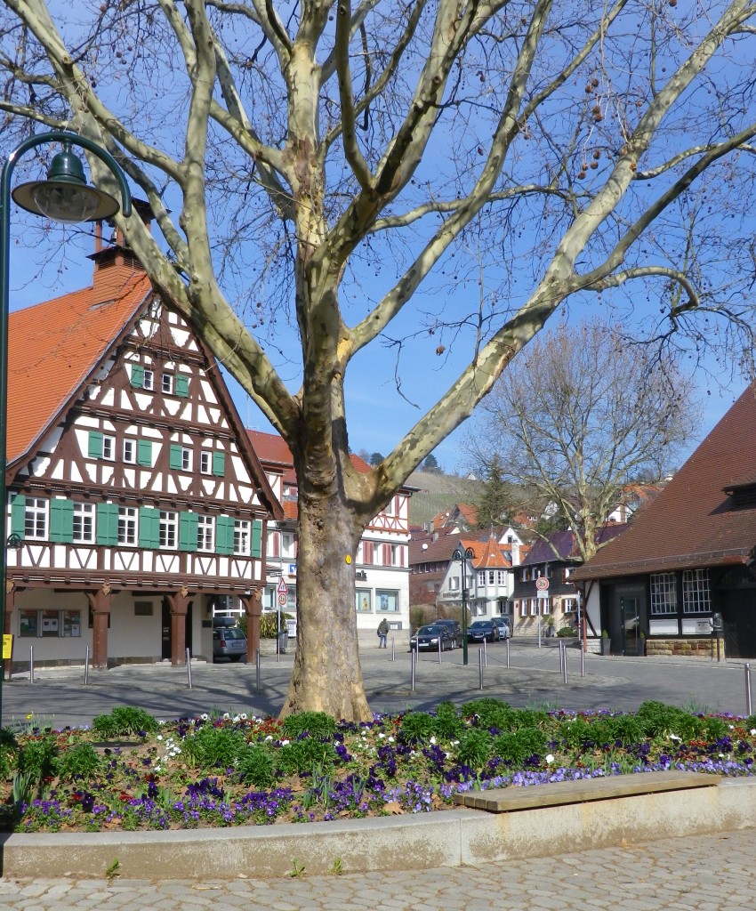 Along the Trail in Uhlbach