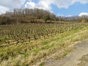 Vignoble et Revermont Trail near Arbois