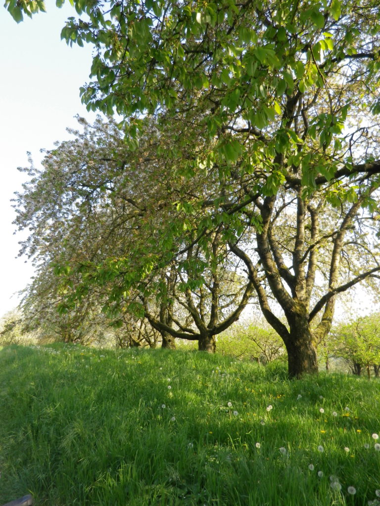 Blossoming Orchards