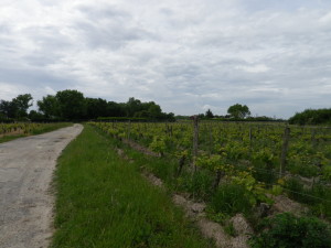 Au Coeur du Vignoble trail