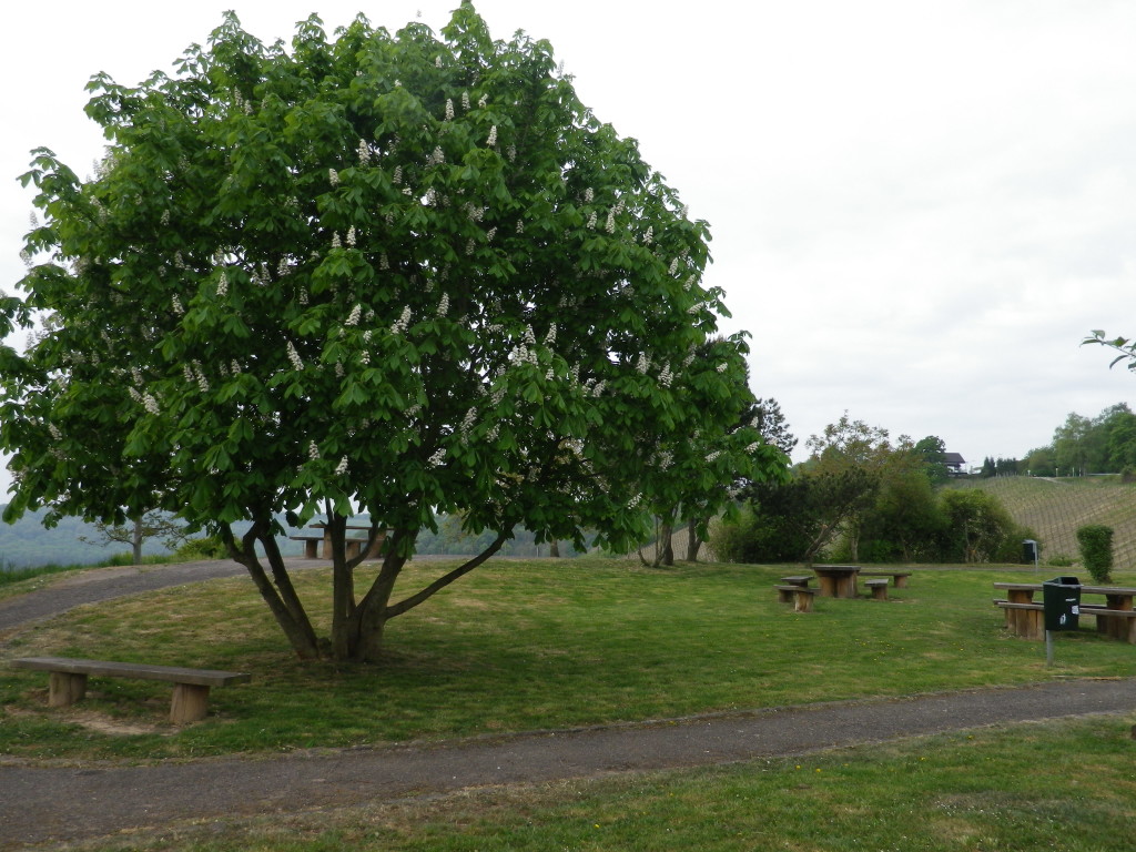 Wellenstein Picnic Area