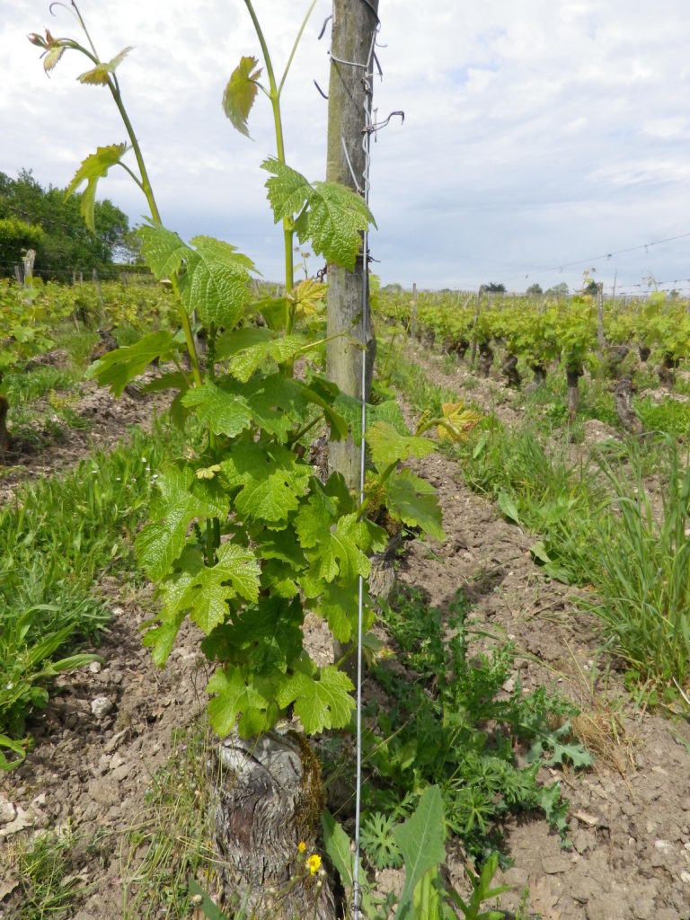 On the Vine: A Saumur Champigny