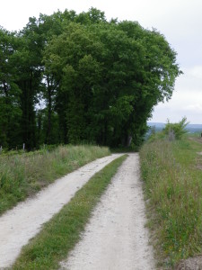 Trail Au Coeur du Vignoble