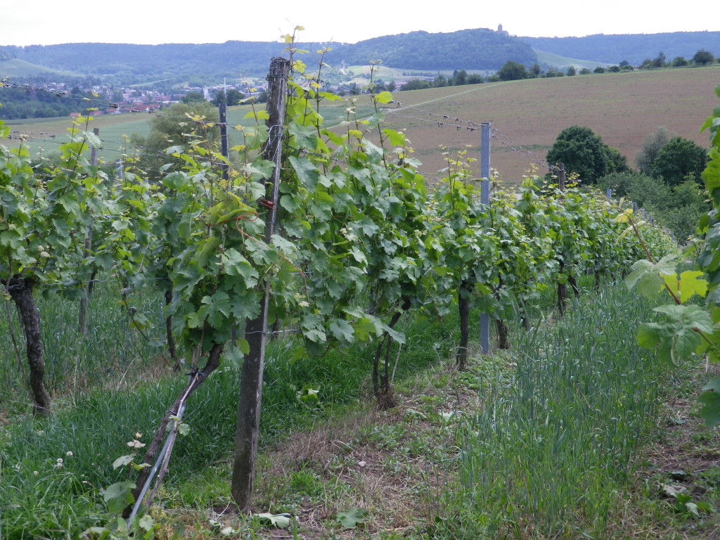 Vineyards by Beilstein