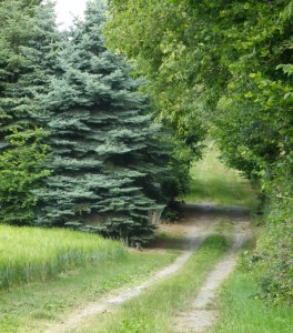 Weindoerferweg Grass Pathway