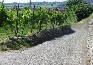 Cobbled Section Percorso Verde