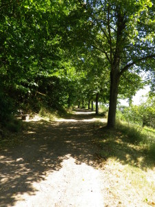 Tree-lined Trail