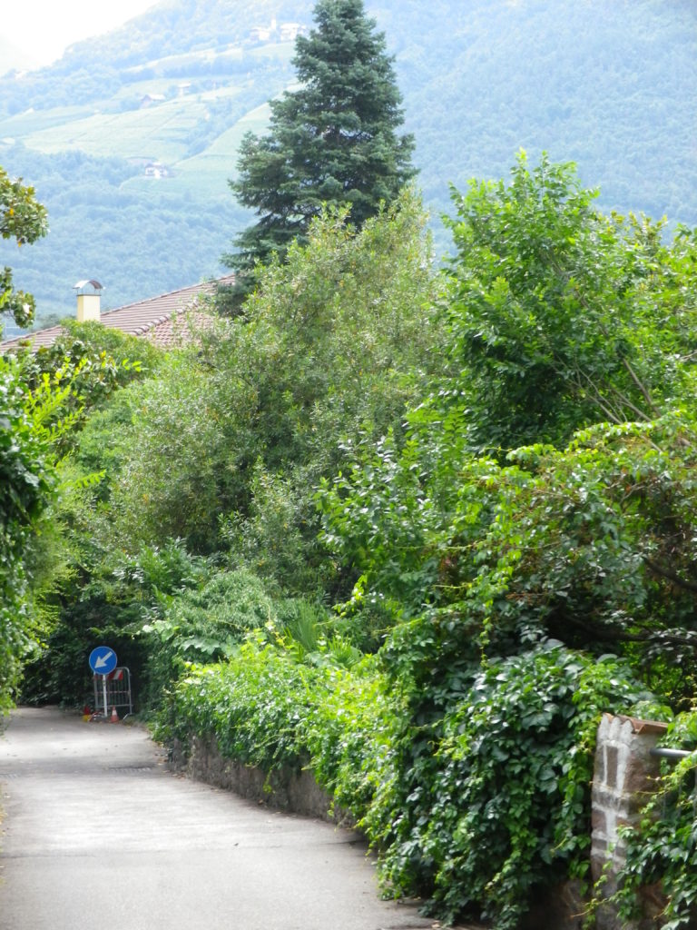 View from Trail