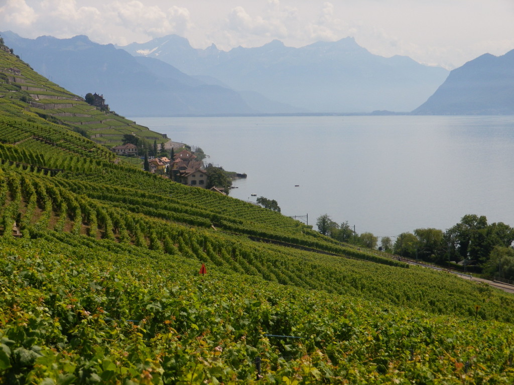 Terrasses de Lavaux: Views of vines, Alps and Lake Geneva