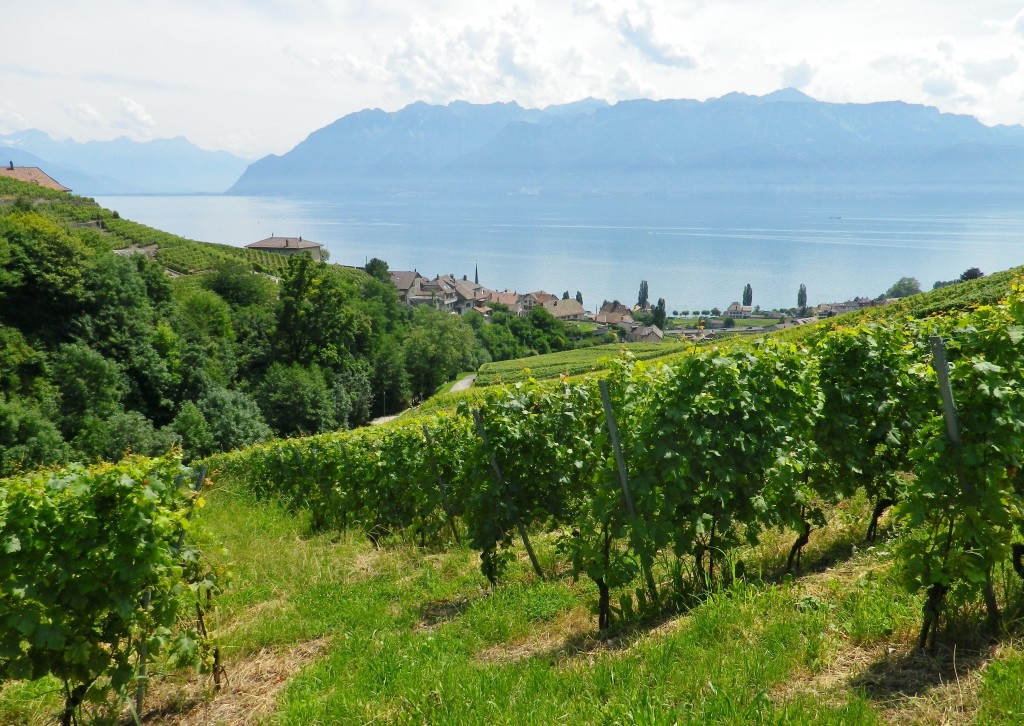 In the Vineyards above Riex