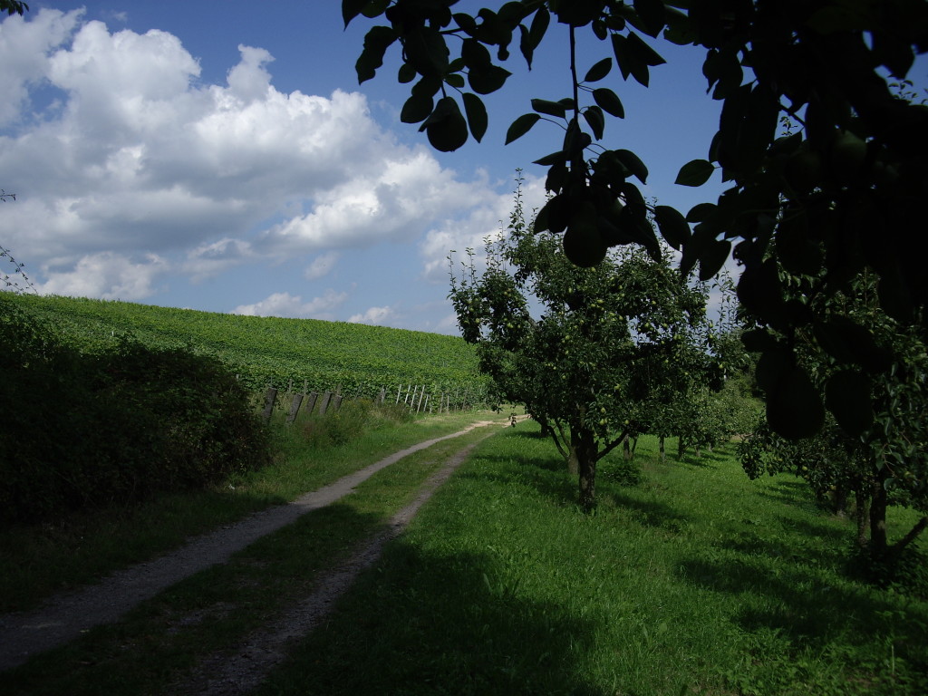 On the way to Bad Bergzabern