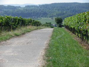 Trail South of Neuleiningen