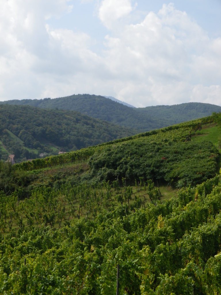 Vineyards around Barr