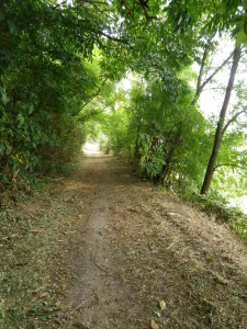 Trail South of Deidesheim