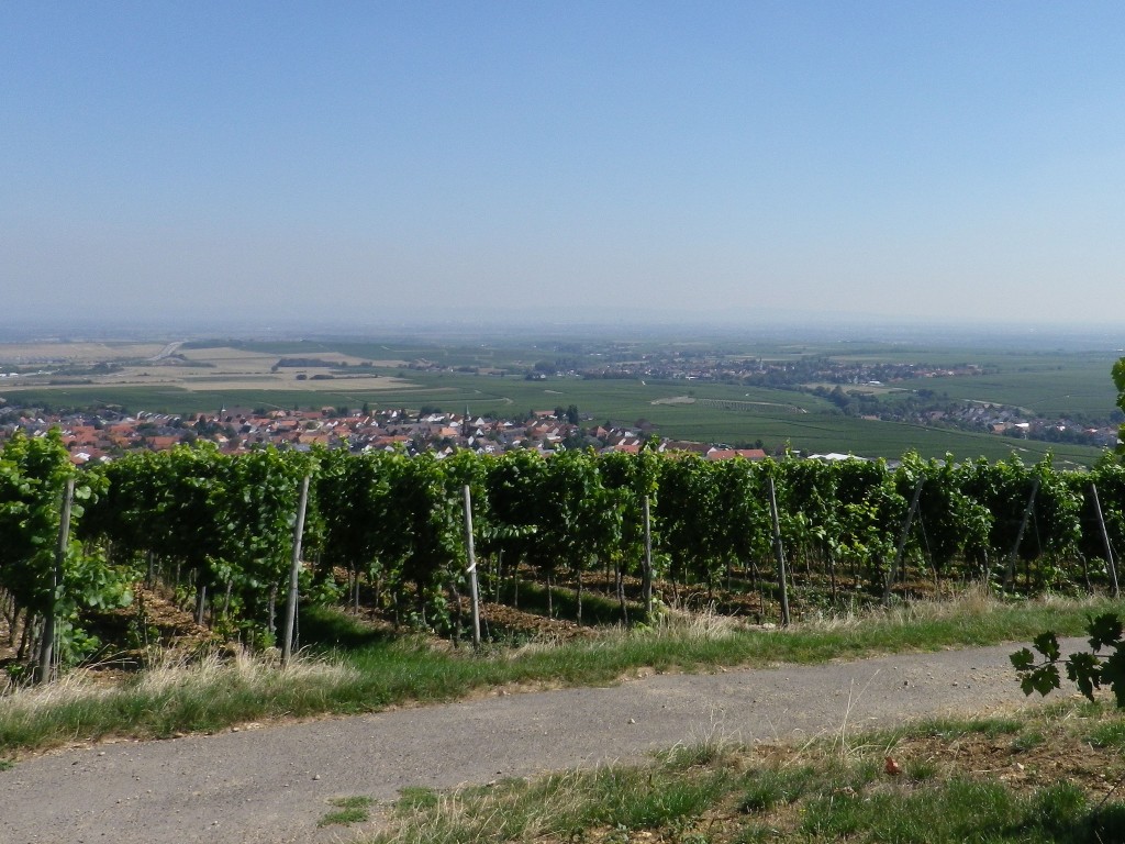 Vineyards North of Neuleiningen