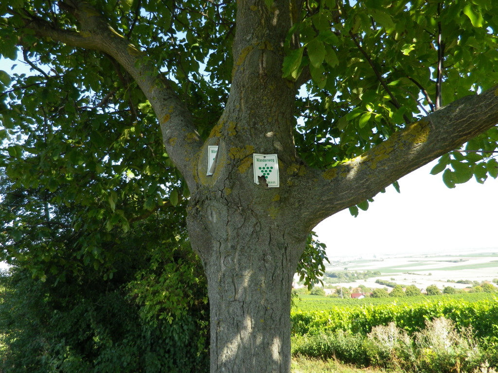 Sign of the Trail