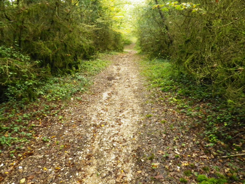 Trail in the Woods