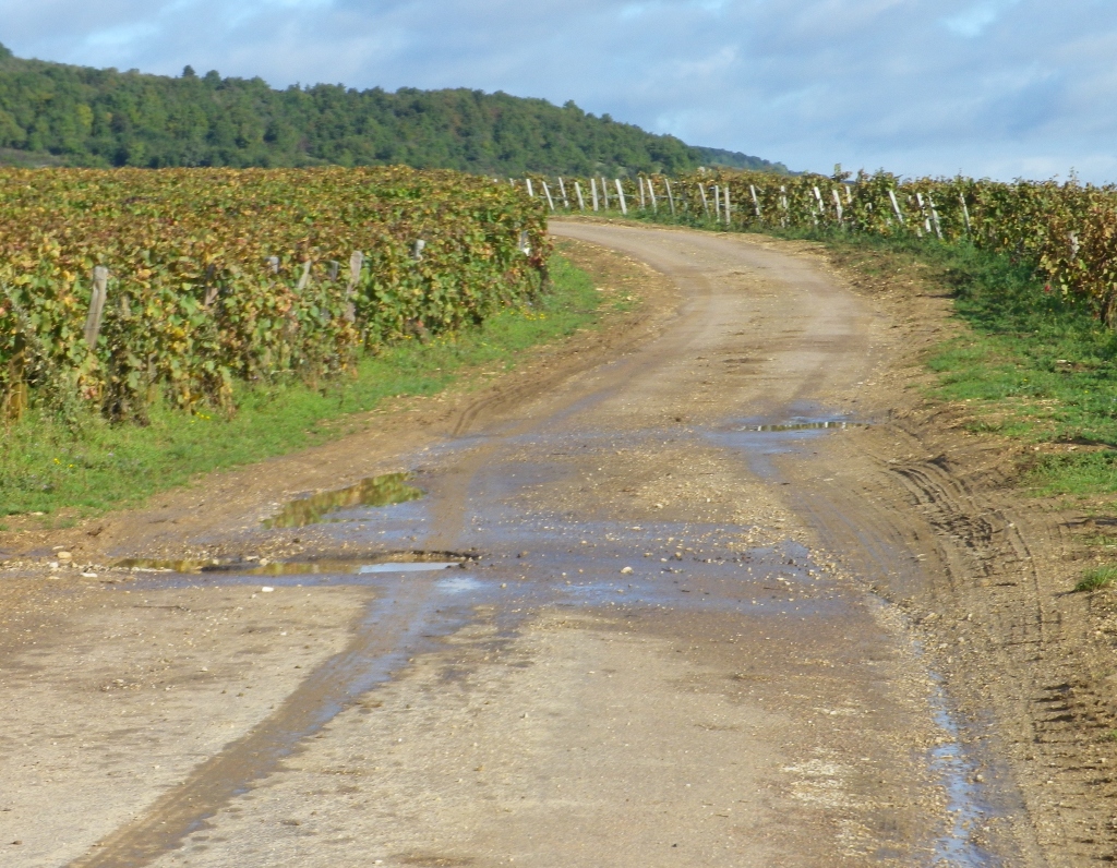 Trail through Vineyards