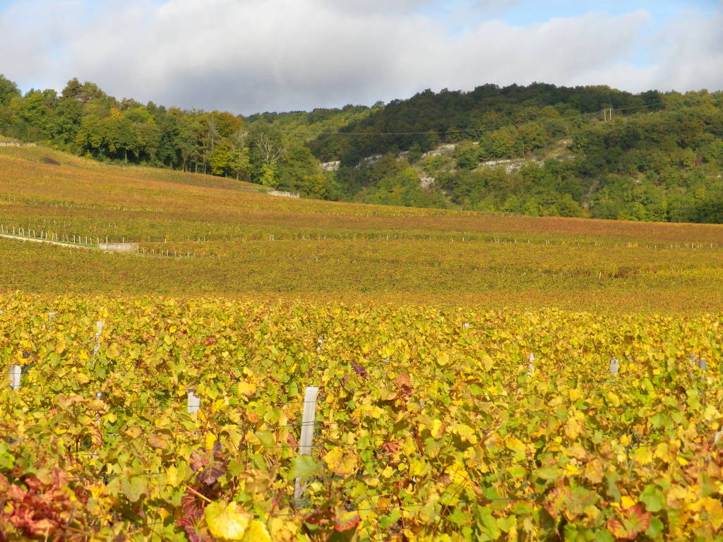 Golden Slope: Cote de Nuits near Nuits Saint Georges