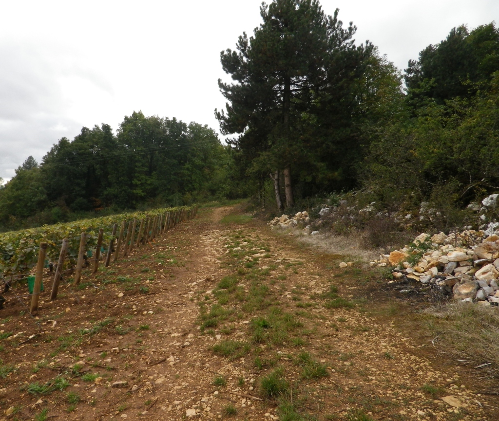 Where Vines Meet Pines, Cote de Nuits