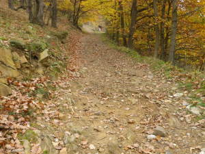 Panoramaweg Spitzer Graben Trail in Woods 