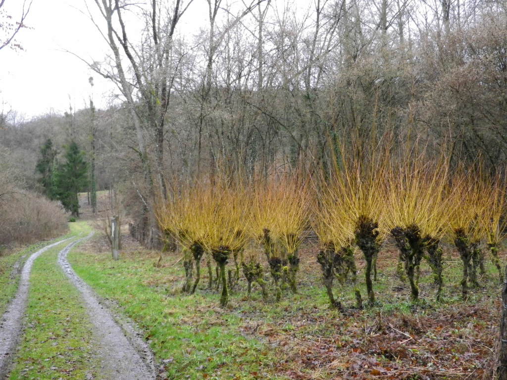 Kuebendaellchen Nature Preserve: Old Vines