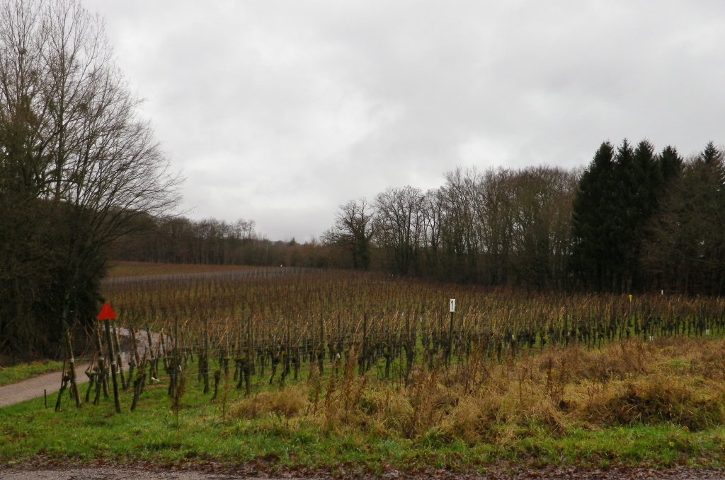 Wellenstein: Remote Vineyard
