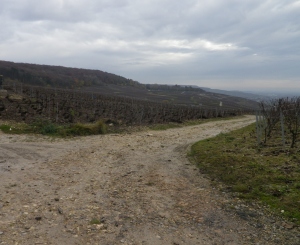 Circuit of Saint Mark Vineyard Trail