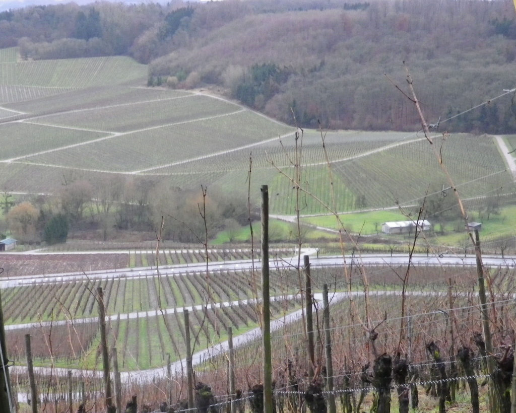 Wellenstein: Vines along the Woodline