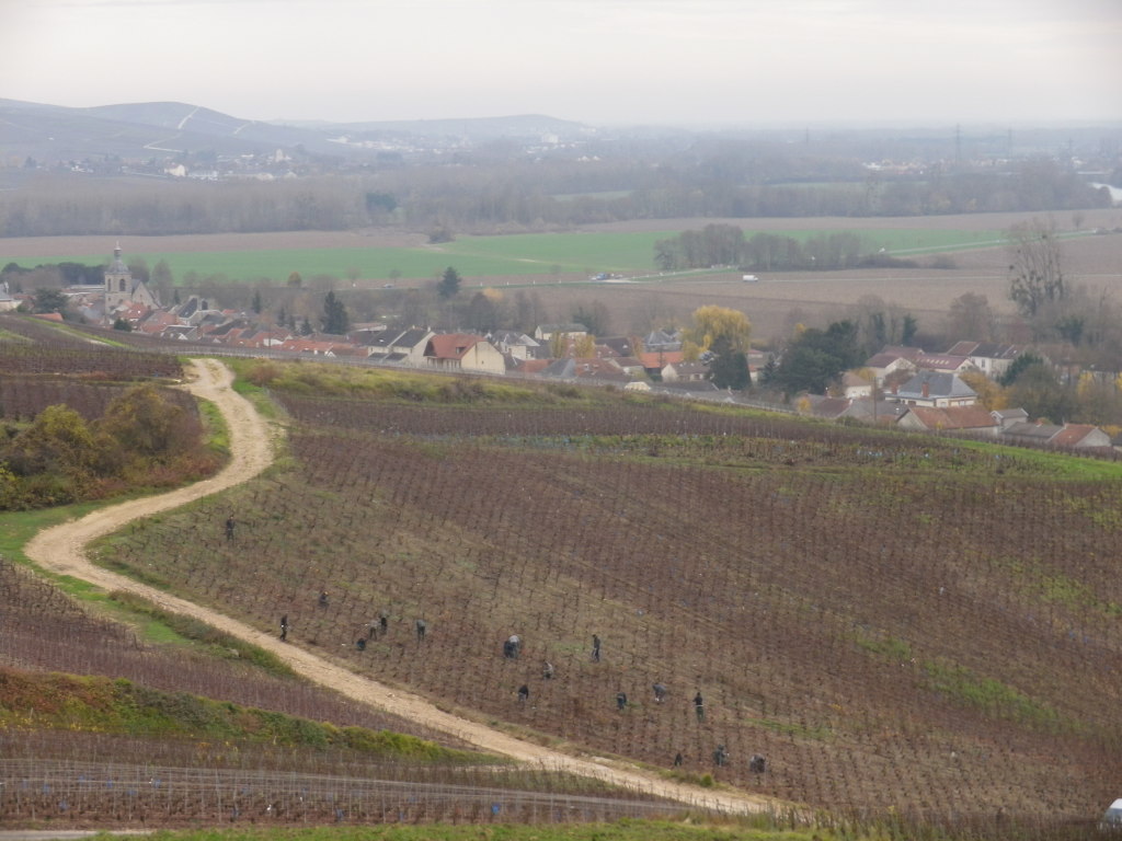 Vineyards on the Mountain of Reims