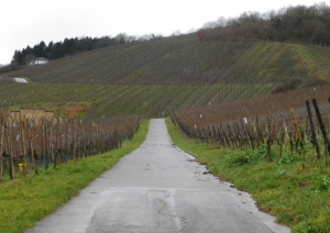 Cremant Trail through the Vineyards