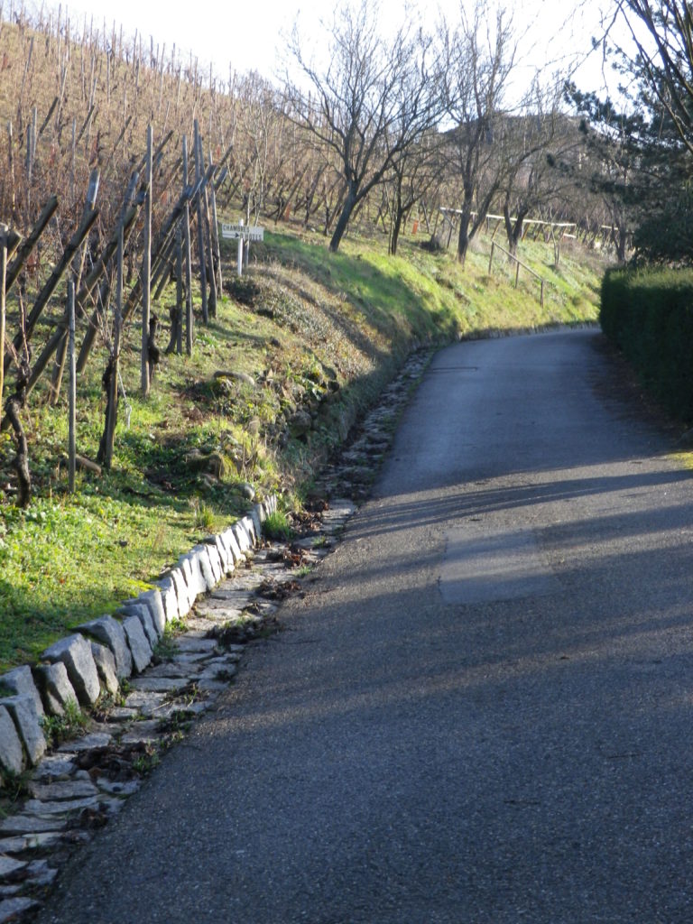 Grands Crus Trail in Mittelwihr