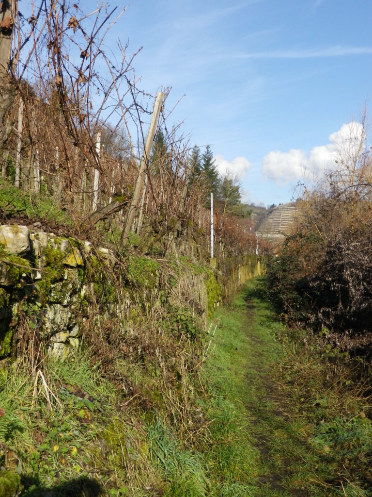 Riesling Wanderweg Trail
