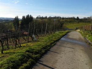 Vineyard Segment of the Riesling Wanderweg