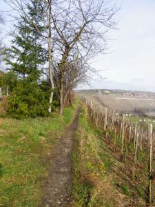 Burgunderweg:  Non-paved and narrow Section of Trail