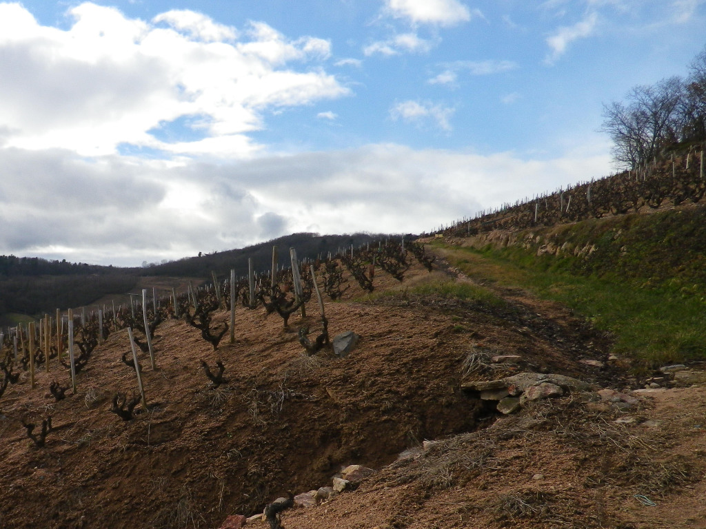 Beaujolais Hills of Chenas