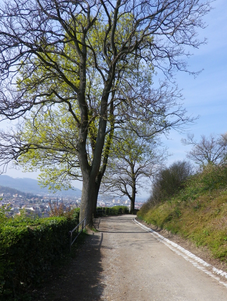 Wide Trails Above Freiburg