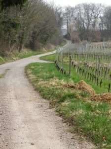 Trail Along the Vineyards