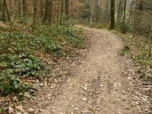 Breisgauer Weinweg Trail Through Forest