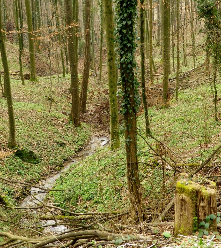 Forest Stream Along the Breisgauer Weinweg