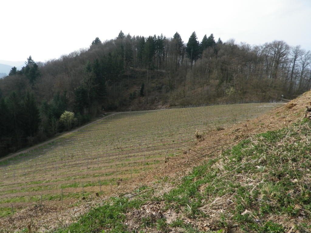 A Tucked-Away Vineyard at Hochburg
