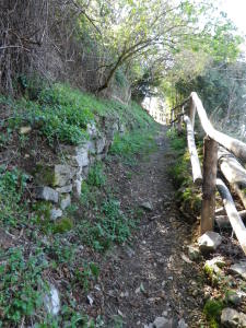 Representative Rough Section of the Trail