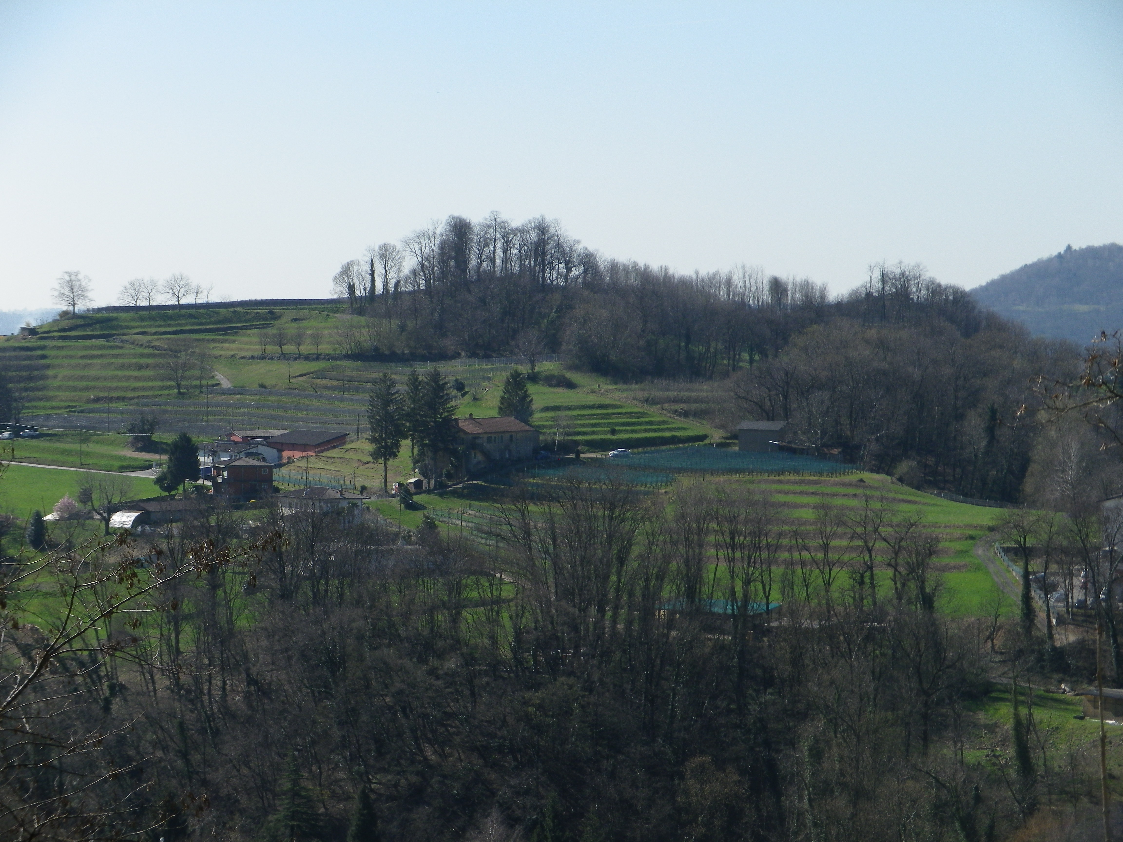 Vine-Covered Hillsides in Ticino