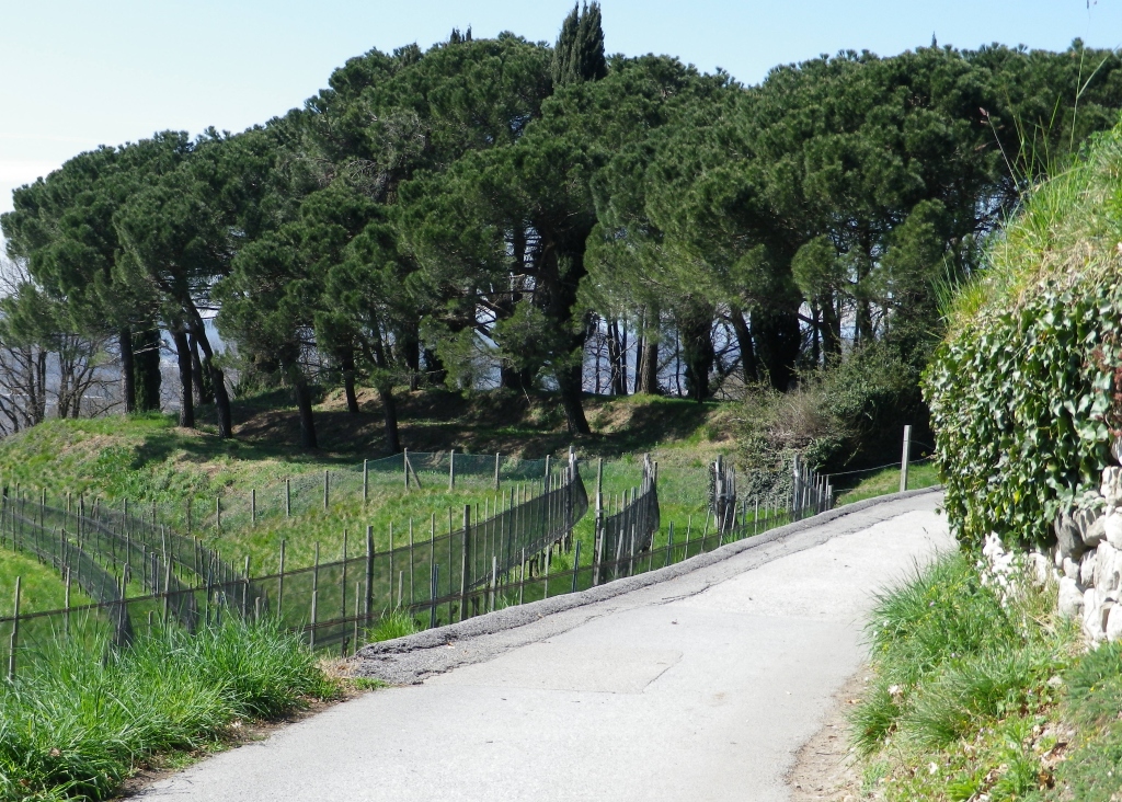 Copse  of Evergreens