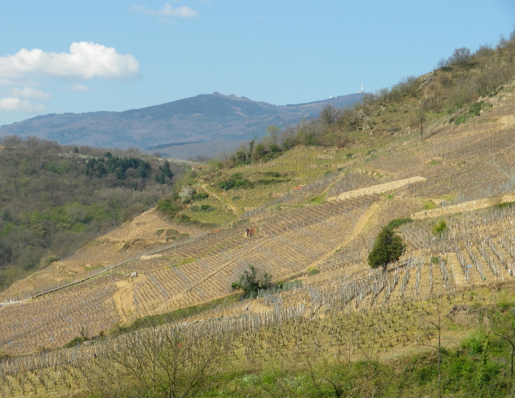 Vineyards above Chavanay