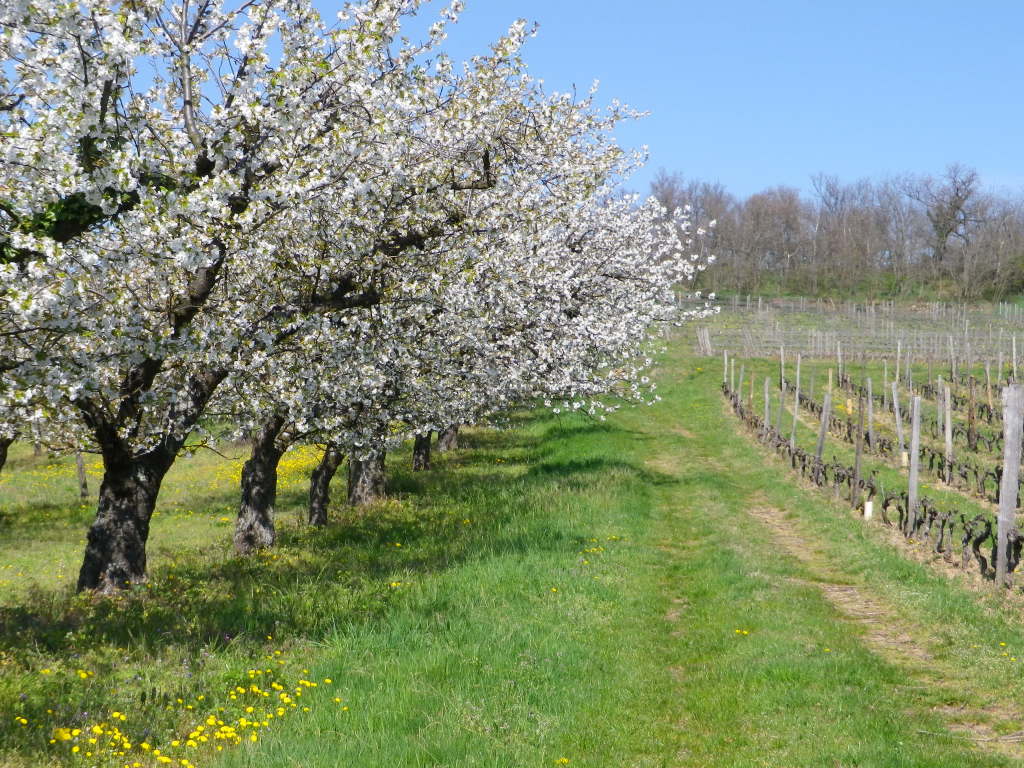 Old Orchard, Sentier des Vignobles a Chavanay 