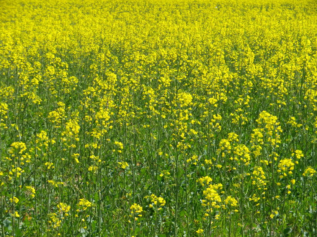 Yellow Fields of Mustard above Chavanay 