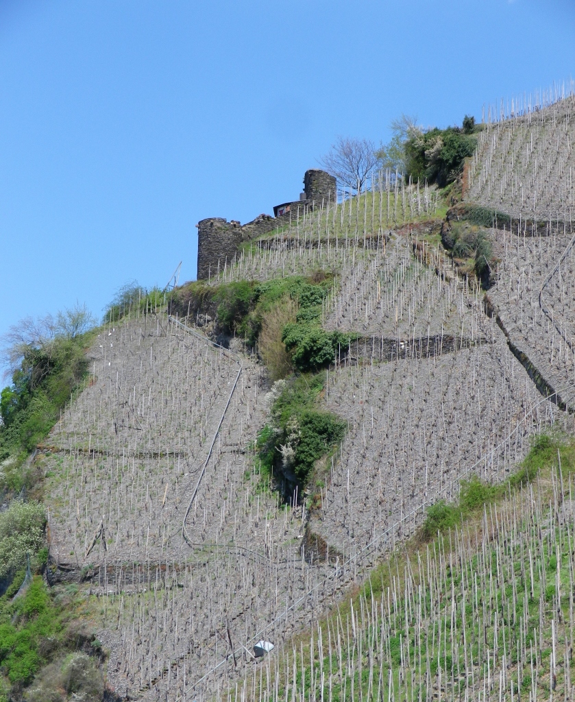 Vines between Starkenburg and Enkrich