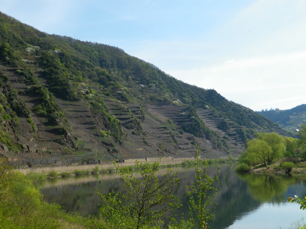 Terraced Vineyards along the Moselle