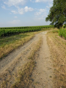 Trail Segment above Vernou